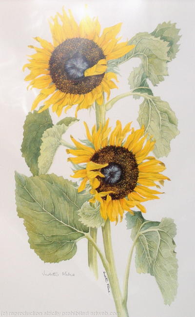 Sunflowers - 927