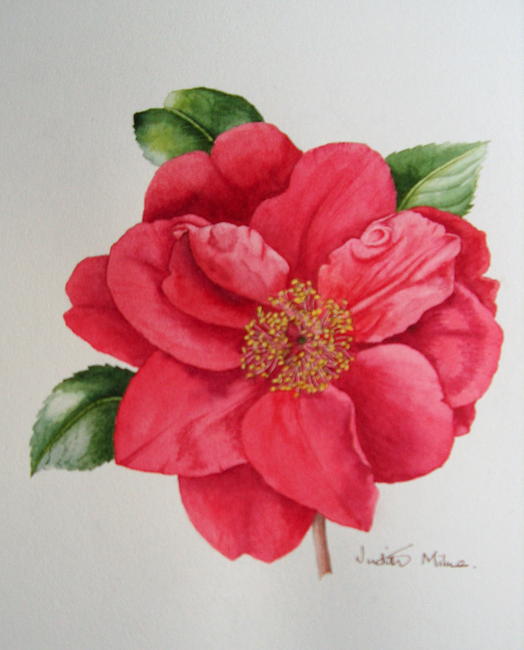 Camellia Bob Hope