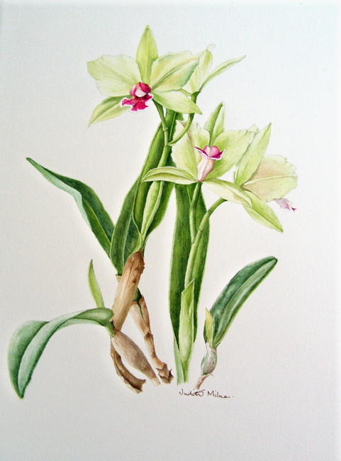 Cattleya Orchid