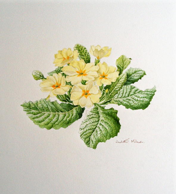 Primrose