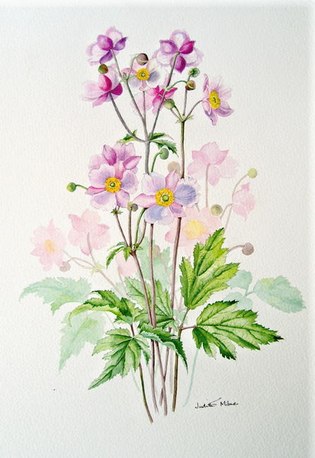 Japanese Anemone