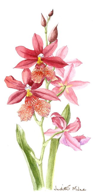 Burr.Nelly Isler Orchid