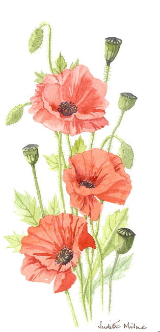 Field Poppies