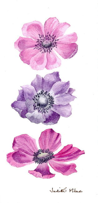 Anemones