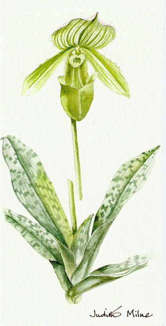 Paphiopedilum Clair de Lune Orchid