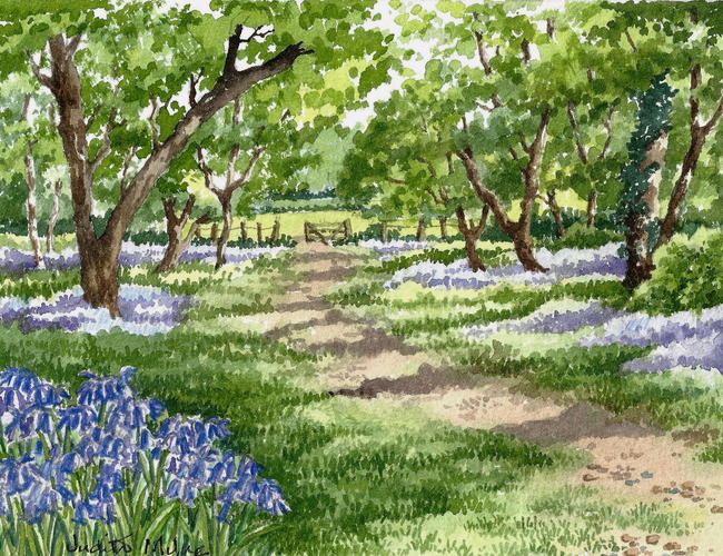 Bluebell Wood