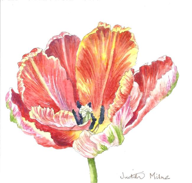 Colourful Tulip