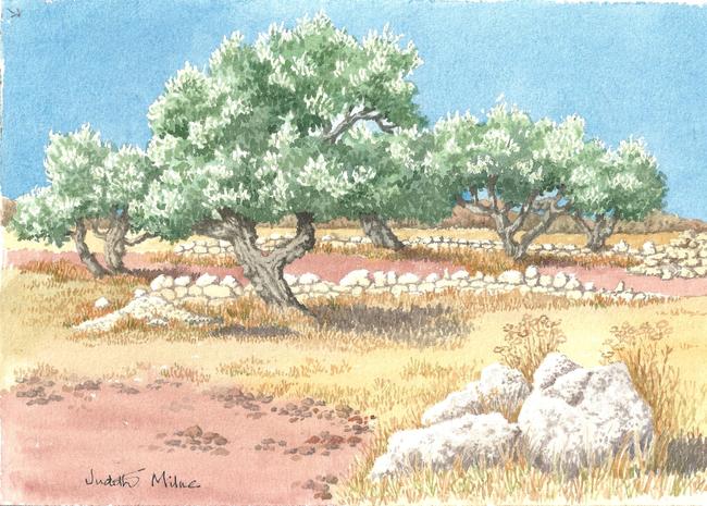Olive Grove