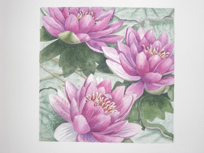 Water Lillies