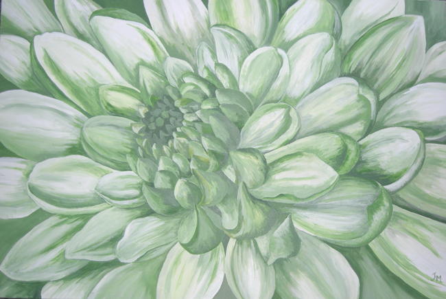 Chrysanthemum