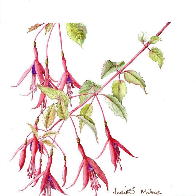 Dainty Fuschia