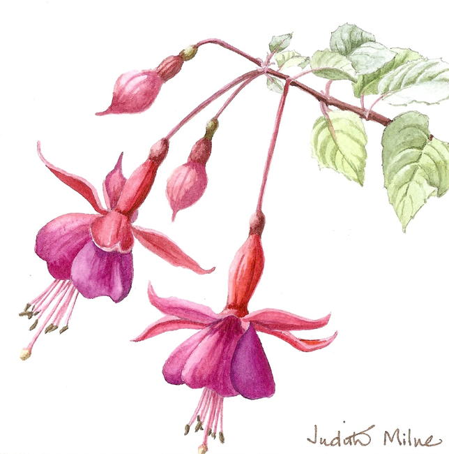 Fuschia