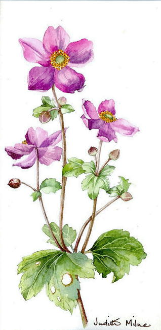 Japanese Anemone