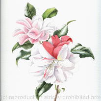 Camellia Japonica, Lady Vanstittart - 959