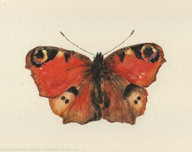 Peacock Butterfly