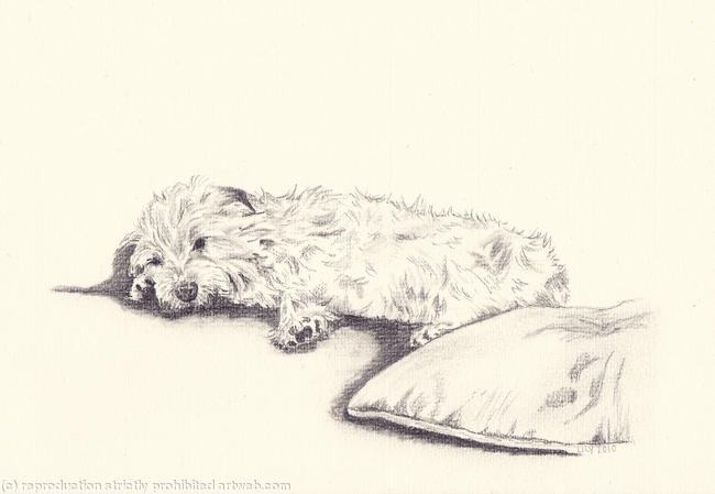 Snoozing Lily