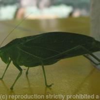 Praying Mantis in Aruba