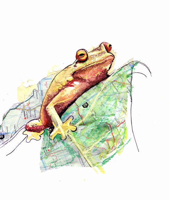 Lost frog