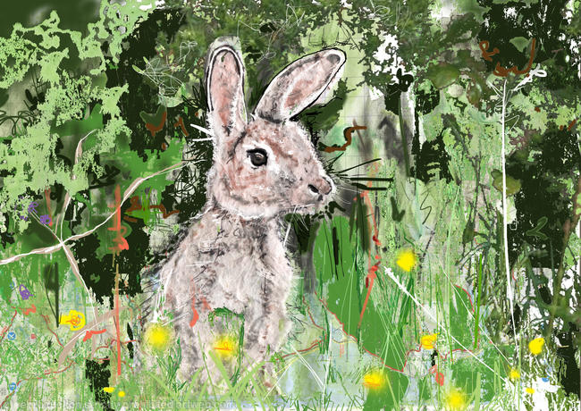 Wild rabbit