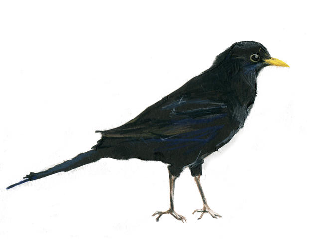 Blackbird