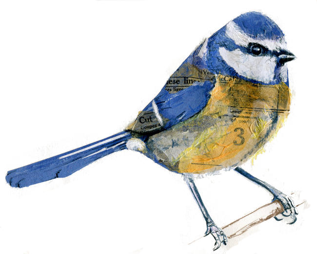 Blue tit
