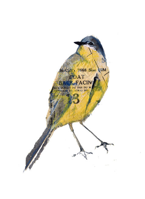 Yellow wagtail