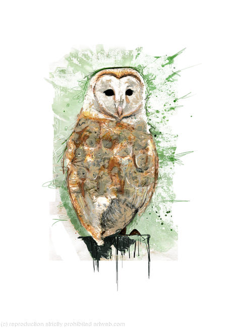 Barn Owl