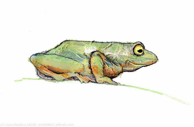 The Frog