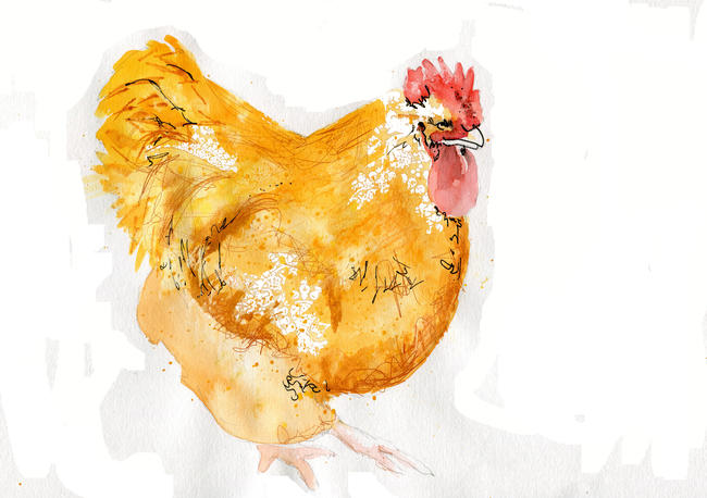 Orpington Chicken