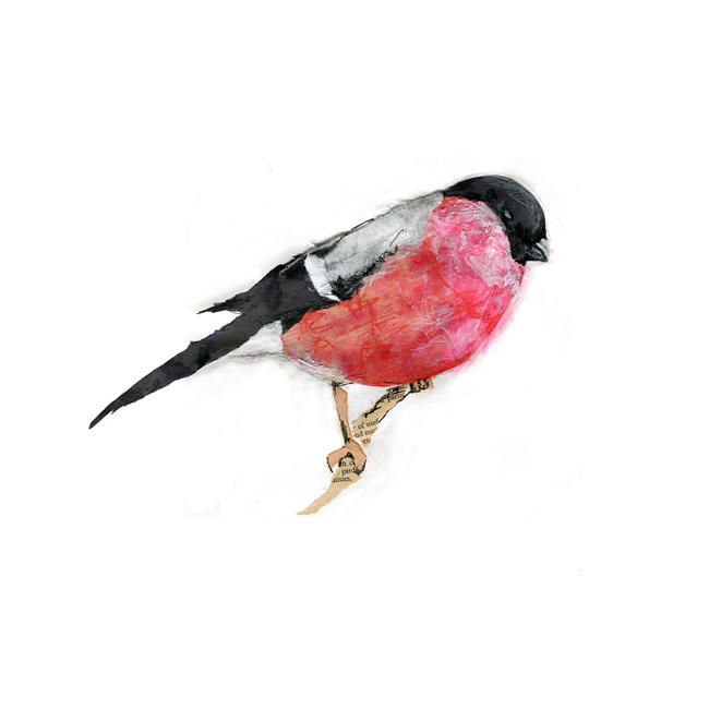 Bullfinch