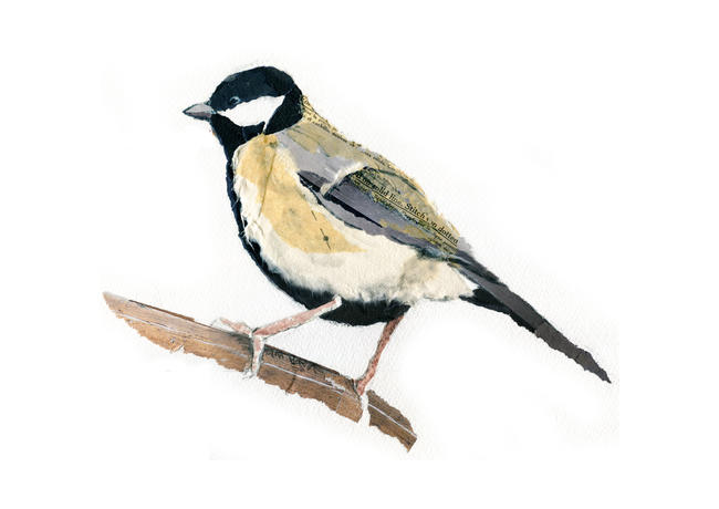 Great tit