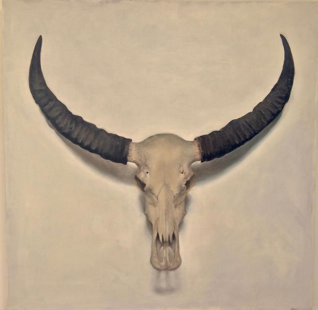 Still life of Indian Cow Skull- life size