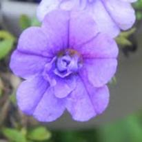 Purple Flower