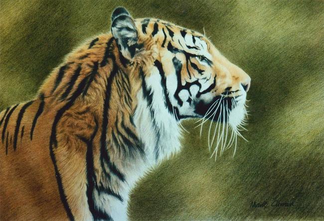 Sumatran tiger I
