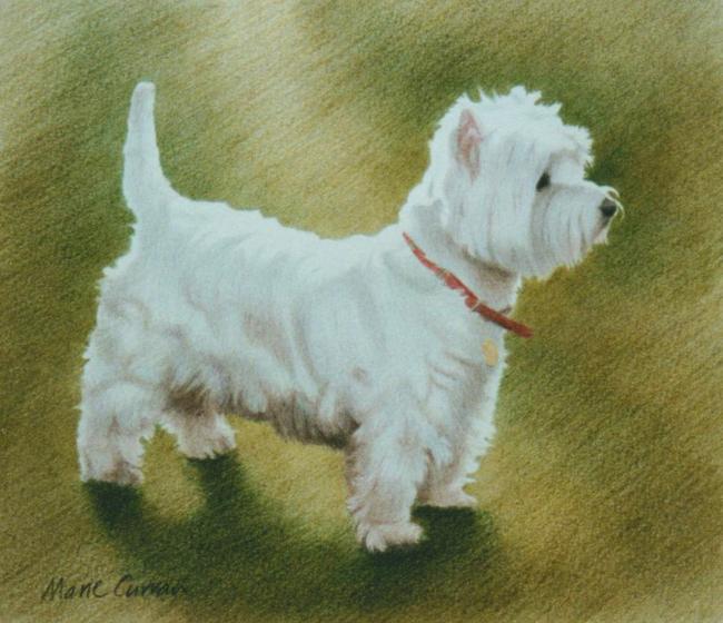 Westie