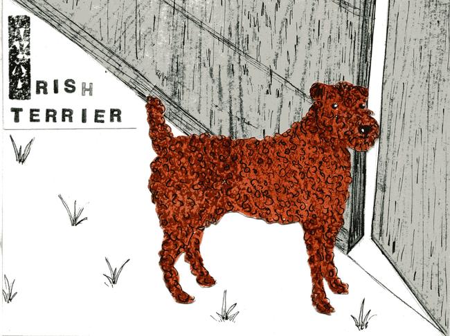 Alphabet of dogs- Irish terrier