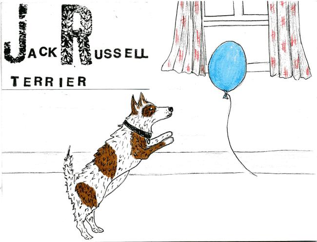 Alphabet of dogs Jack Russell Terrier