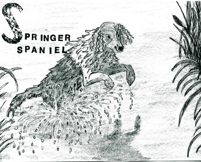 Alphabet of dogs Springer Spaniel