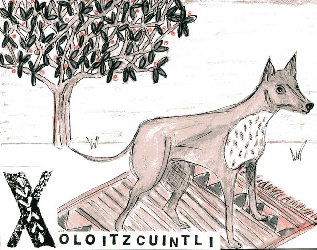 Alphabet of dogs Xoloitzcuintli