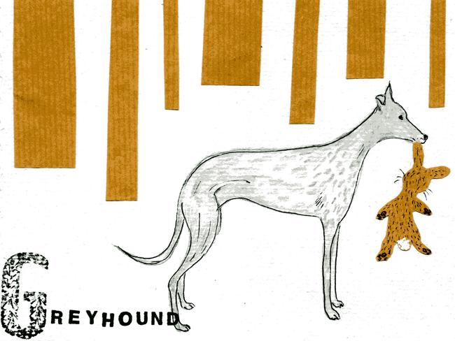 Alphabet of dogs Greyhound
