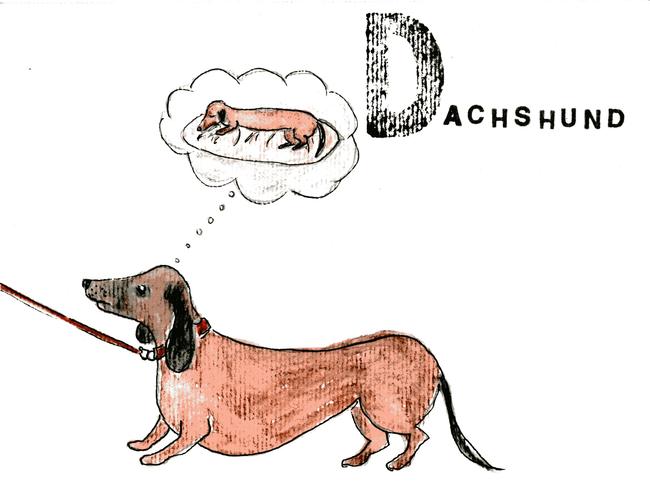 Alphabet of dogs Dachshund