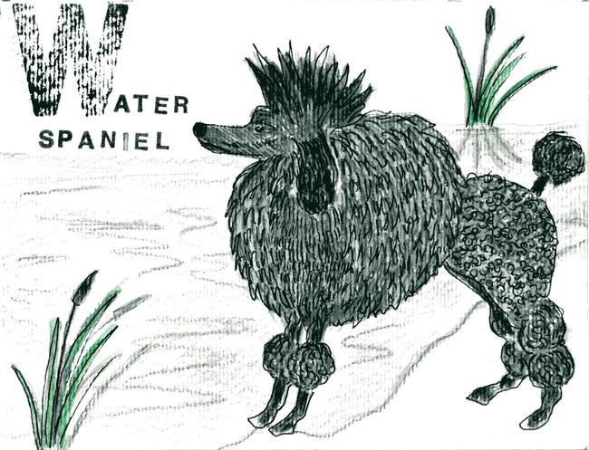 alphabet of dogs Water Spaniel