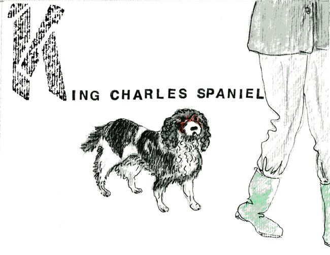 alphabet of dogs King Charles Spaniel