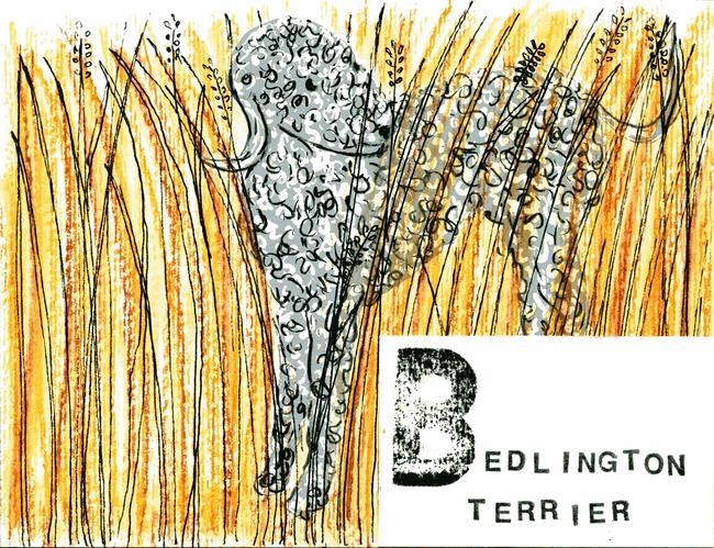 alphabet of dogs Bedlington Terrier