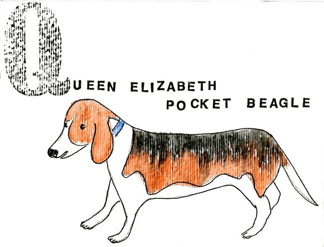 alphabet of dogs Queen Elizabeth Pocket Beagle