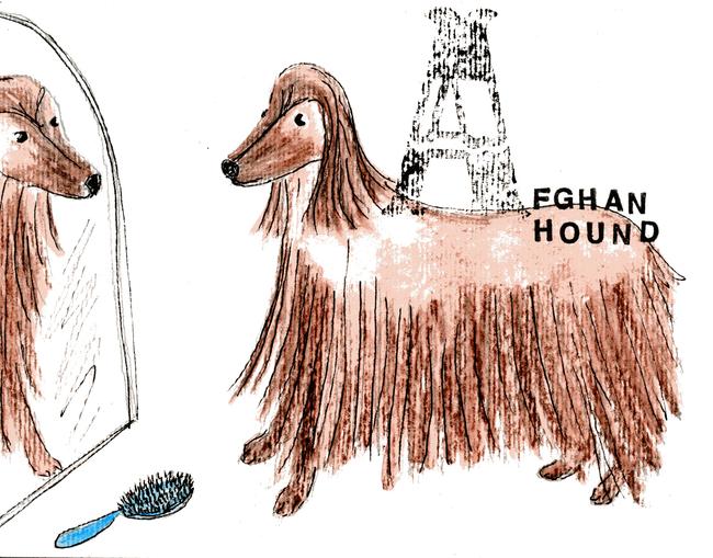 alphabet of dogs Afghan Hound