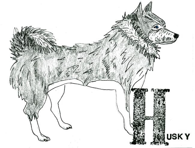 alphabet of dogs Husky