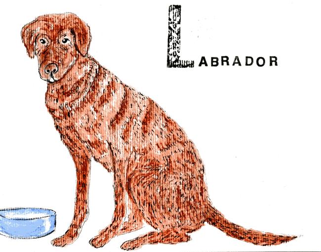 alphabet of dogs Labrador