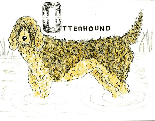 alphabet of dogs Otterhound