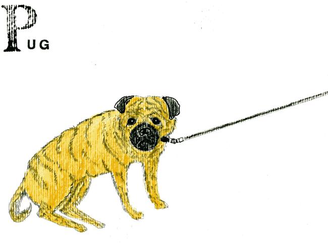 alphabet of dogs Pug